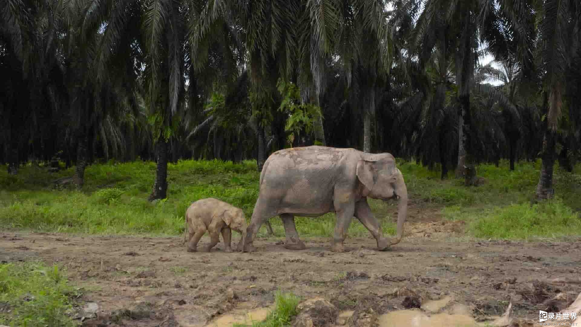 国家地理《象群之谜/大象的秘密 Secrets of the Elephants 2023》全4集