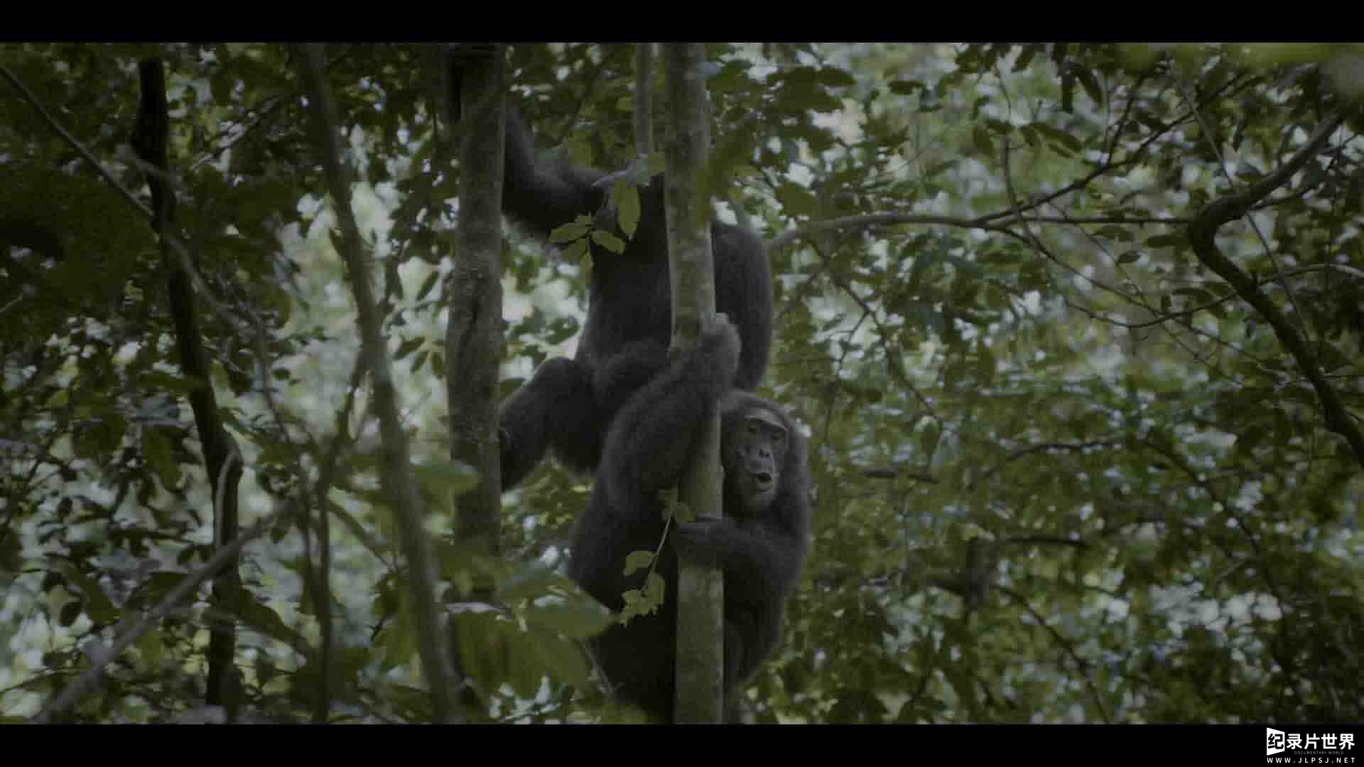 Netflix纪录片《黑猩猩帝国 Chimp Empire 2023》全4集