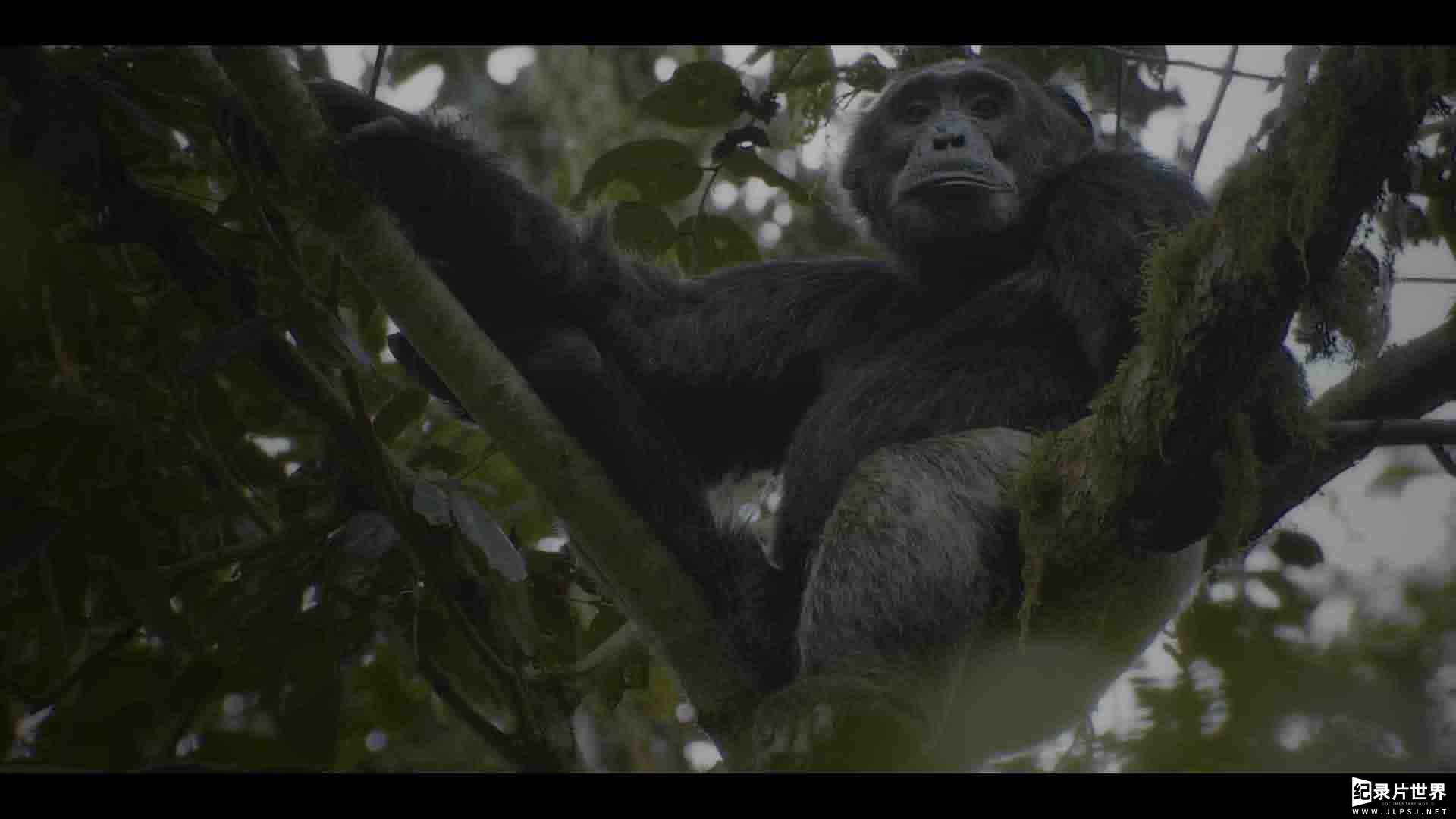 Netflix纪录片《黑猩猩帝国 Chimp Empire 2023》全4集