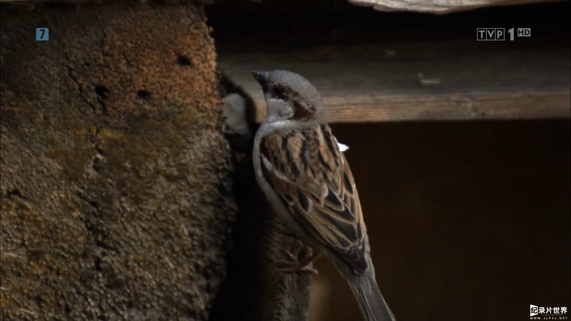 德国纪录片《星球上的麻雀 Sparrow Planet 2013》全1集