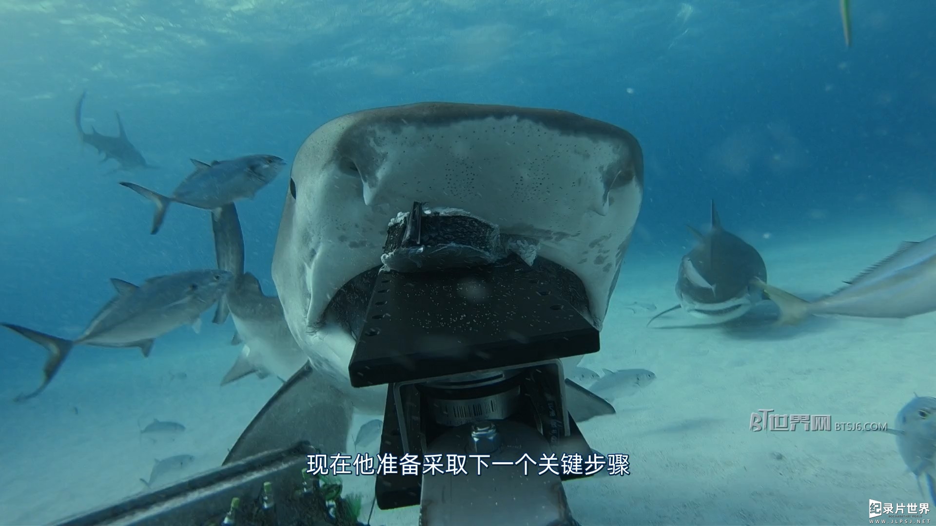 国家地理《人鲨大战 Man vs. Shark 2019》全1集