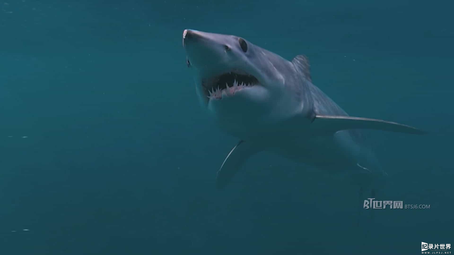 国家地理《人鲨大战 Man vs. Shark 2019》全1集