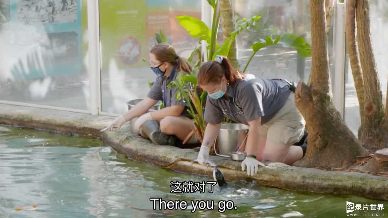 国家地理《动物园秘辛：坦帕湾/动物园的秘密 Secrets of the Zoo: Tampa 2023》第3-4季全24集