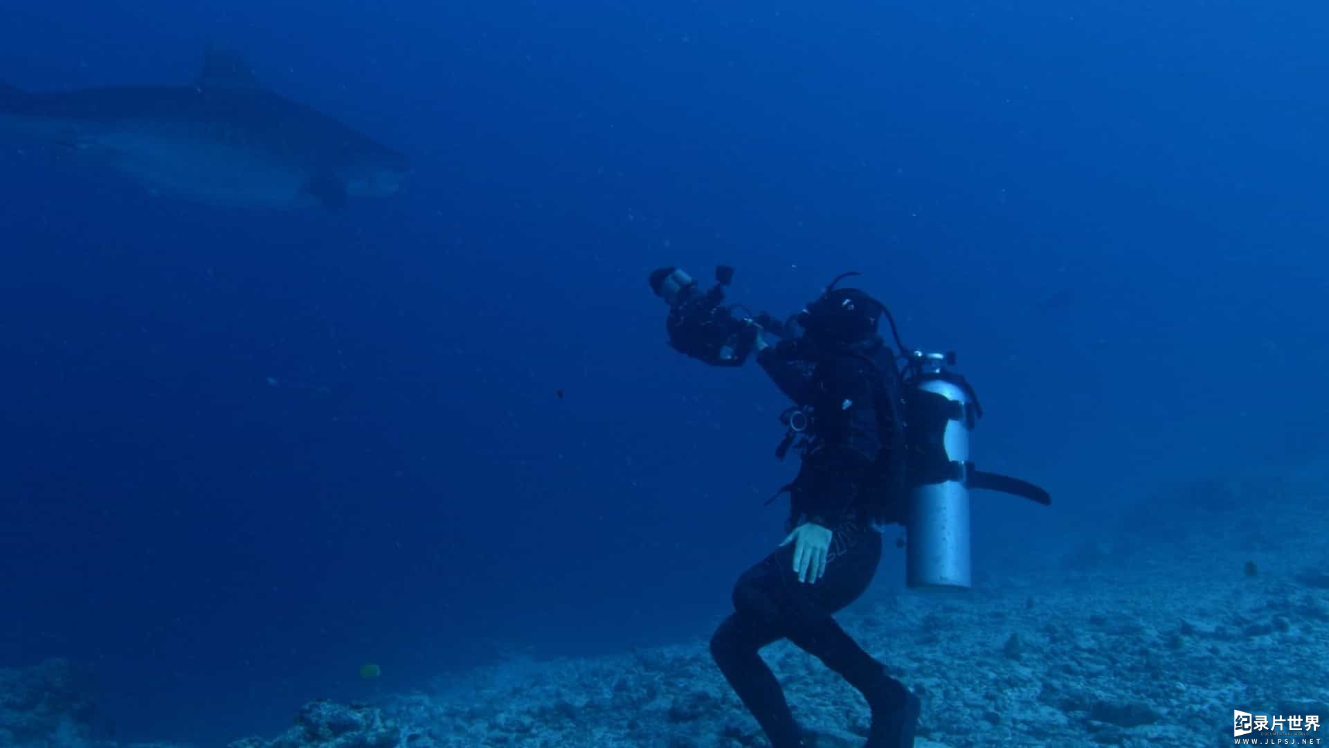 国家地理《女王鲨 Shark Queens 2022》全1集