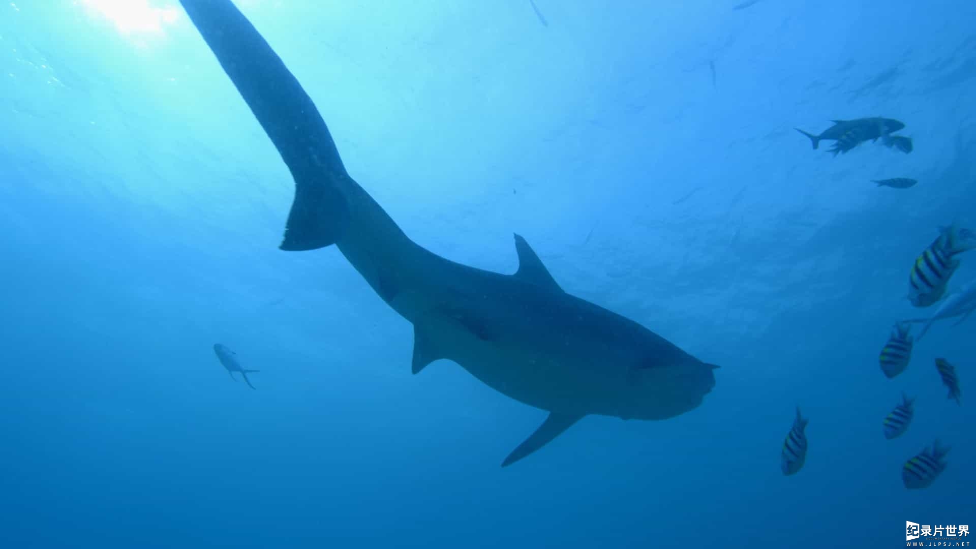 国家地理《女王鲨 Shark Queens 2022》全1集