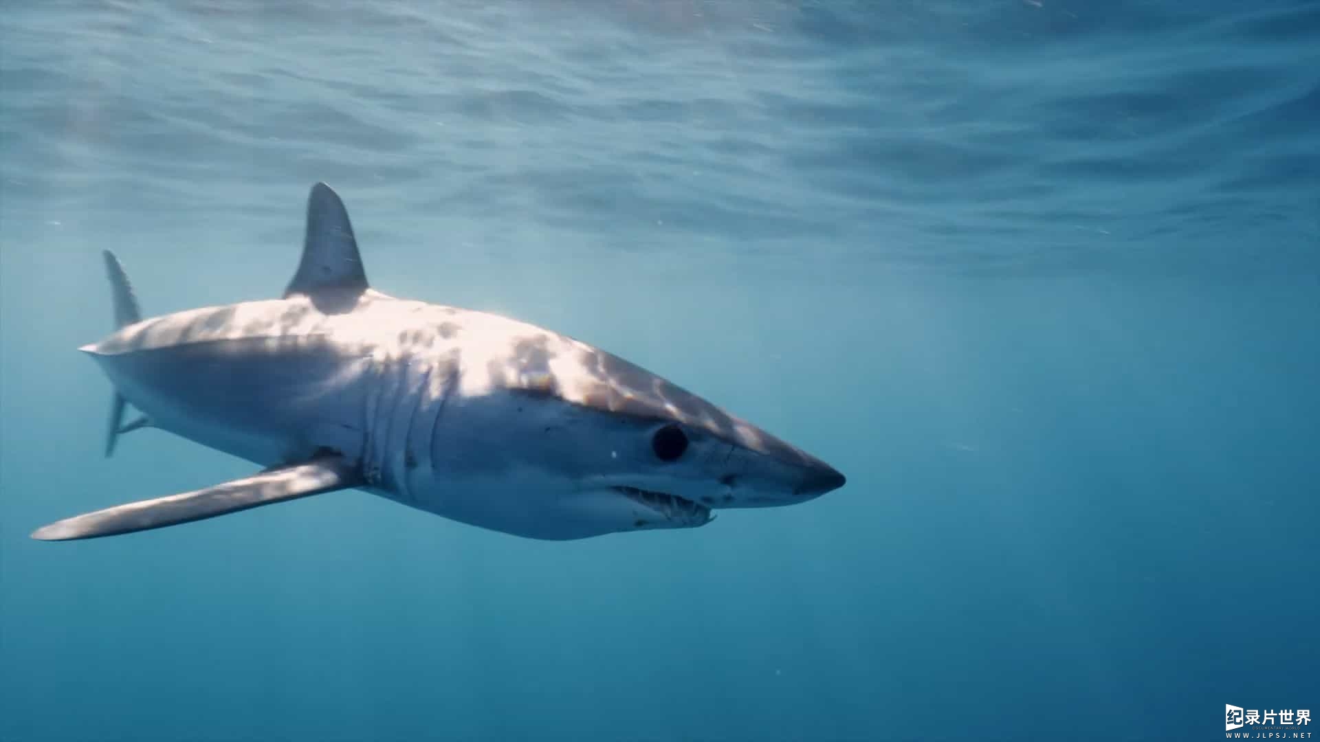 国家地理《鲨鱼宝宝成长记 Baby Sharks 2022》全1集