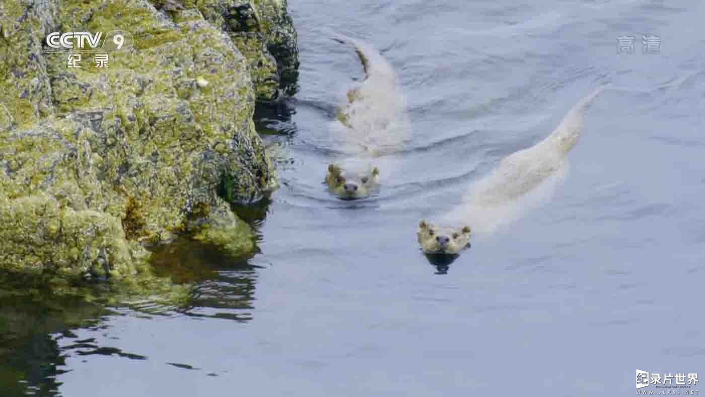 央视纪录片《水獭岛 Shetland's Otters》全1集