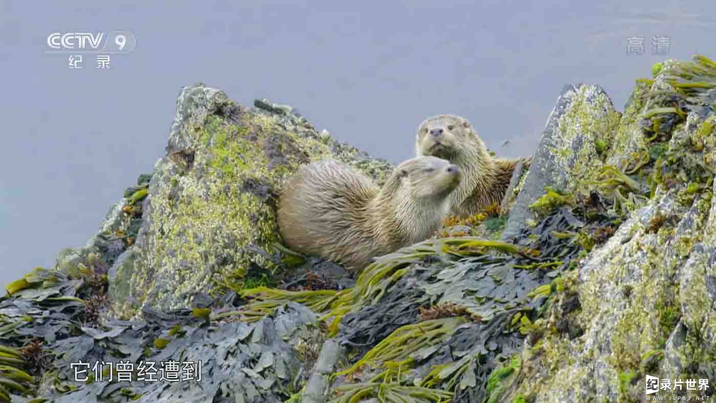 央视纪录片《水獭岛 Shetland's Otters》全1集