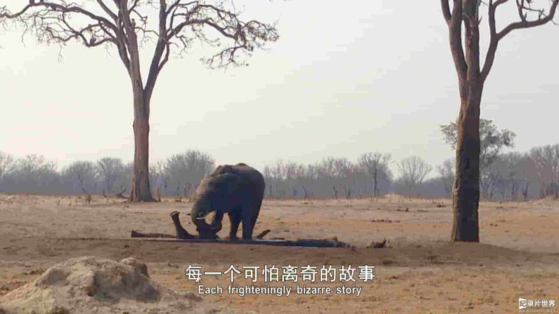 美国纪录片《奇葩动物王国/野兽家族/动物王国 2016》全10集