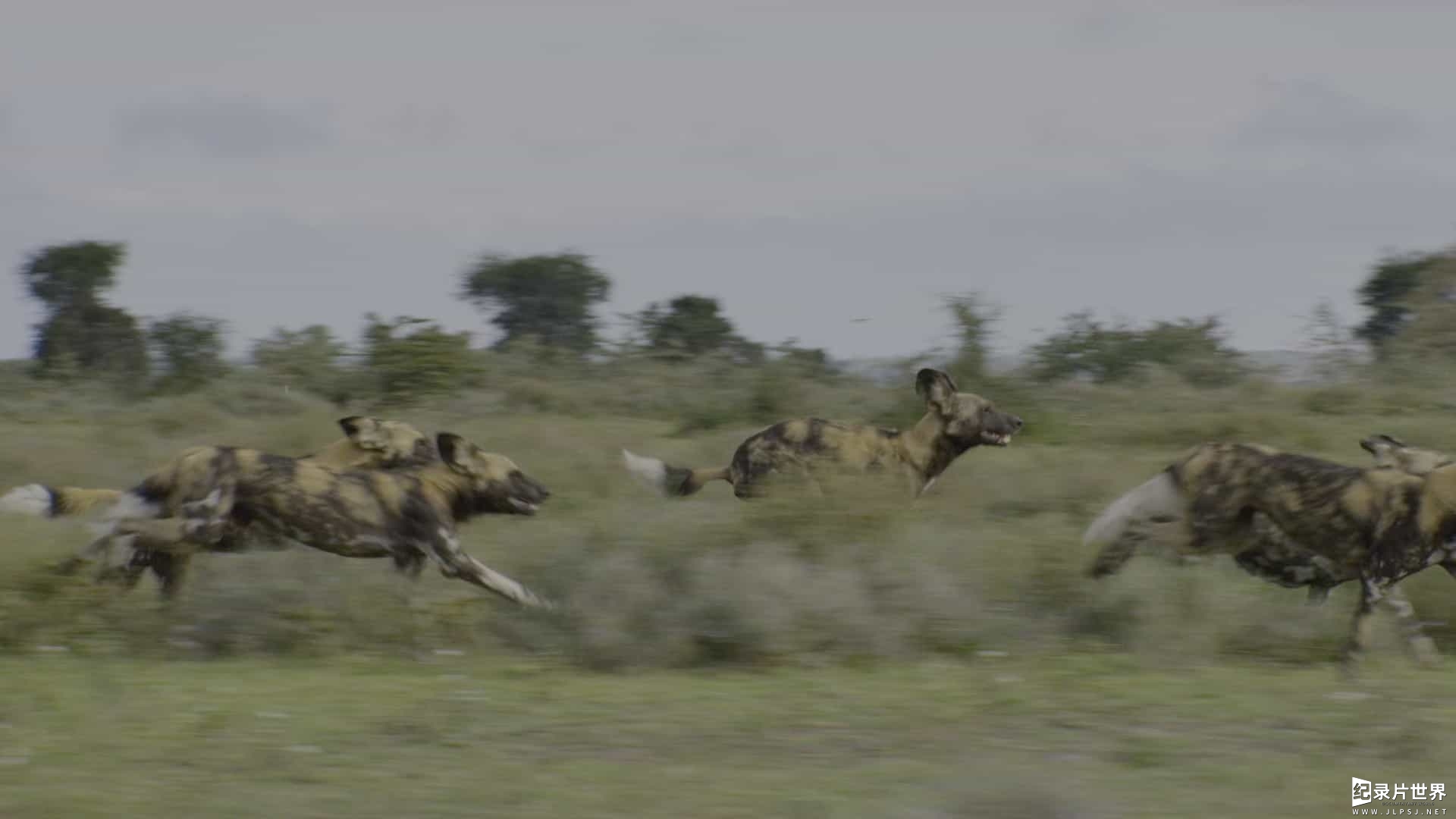 Netflix纪录片《大卫·爱登堡：地球上的一段生命旅程David Attenborough: A Life on Our Planet 》全1集