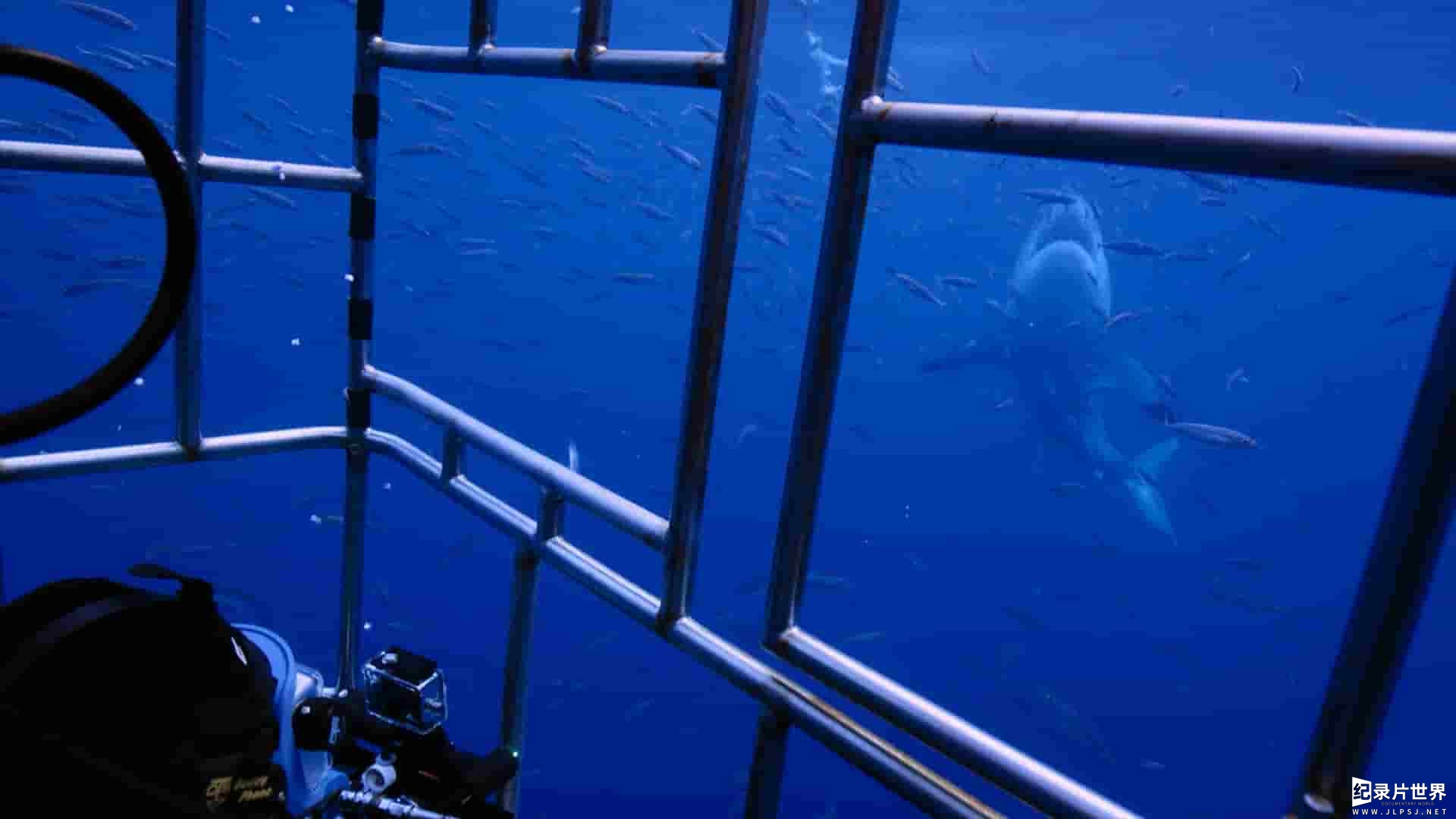 国家地理《数数大白鲨 Counting Jaws 2022》全1集 