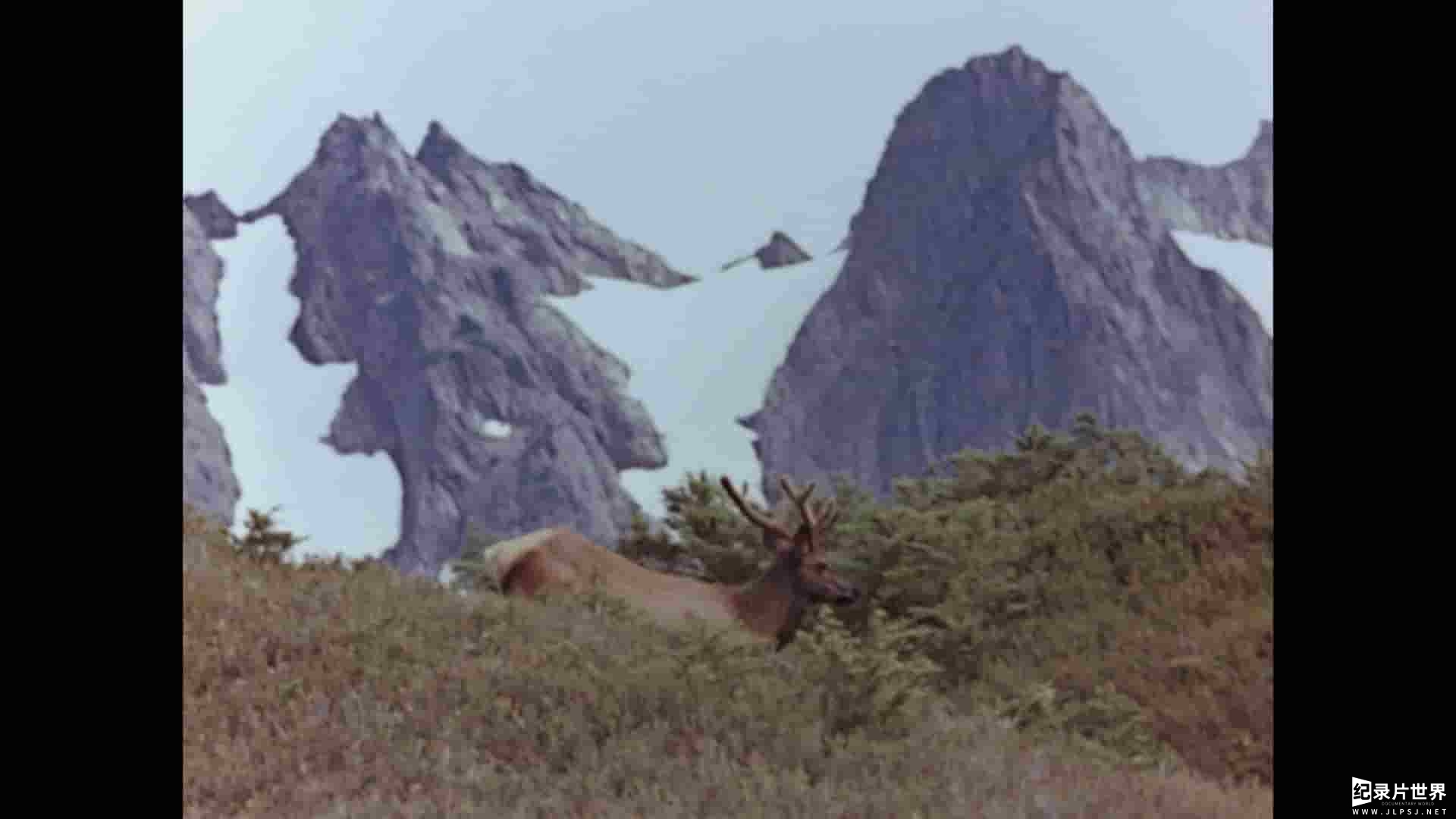 迪士尼纪录片《罗斯福马鹿/现实生活中的冒险：奥林匹克麋鹿 The Olympic Elk 1952》全1集