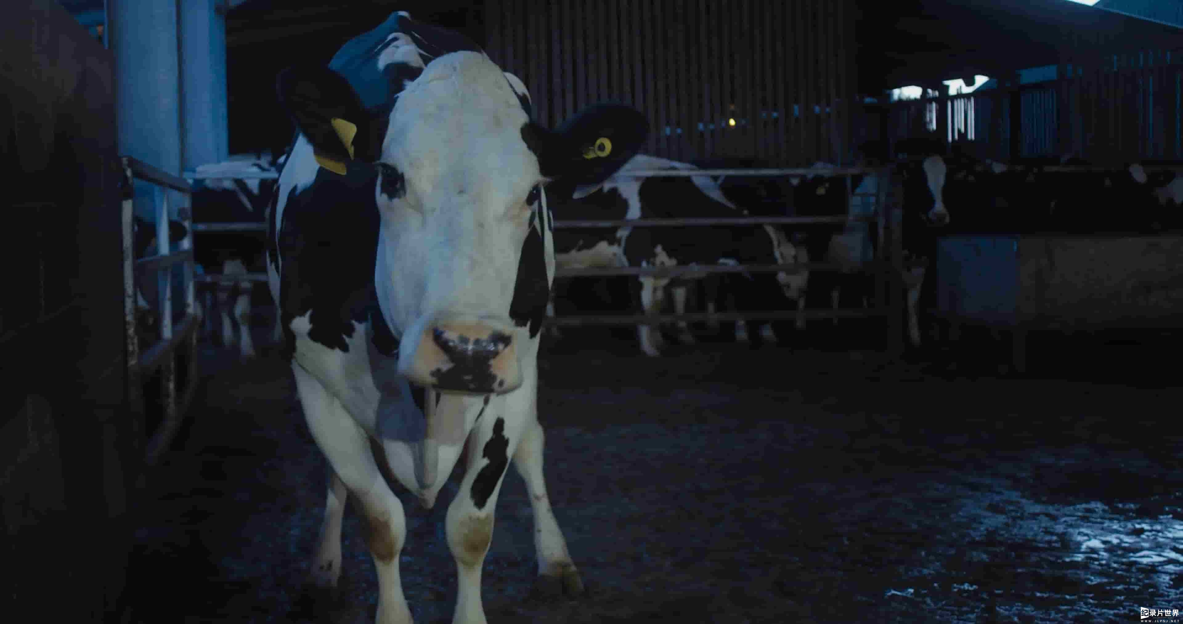英国纪录片《奶牛 Cow 2021》全1集