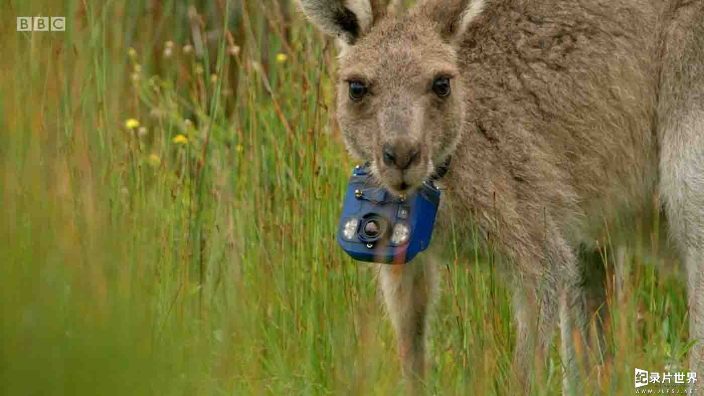 BBC纪录片《假如动物会摄影 Animals with Cameras 2021》第2季全2集