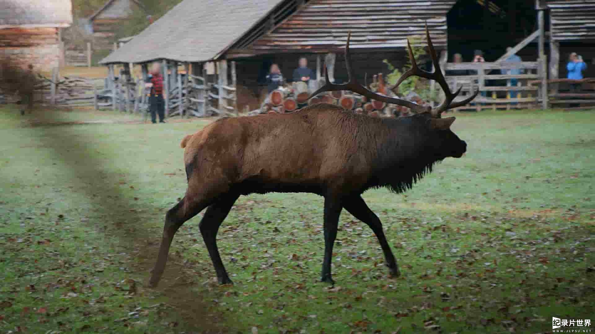 国家地理《大雾山国家公园的守护者 Smoky Mountain Park Rangers 2021》全1集