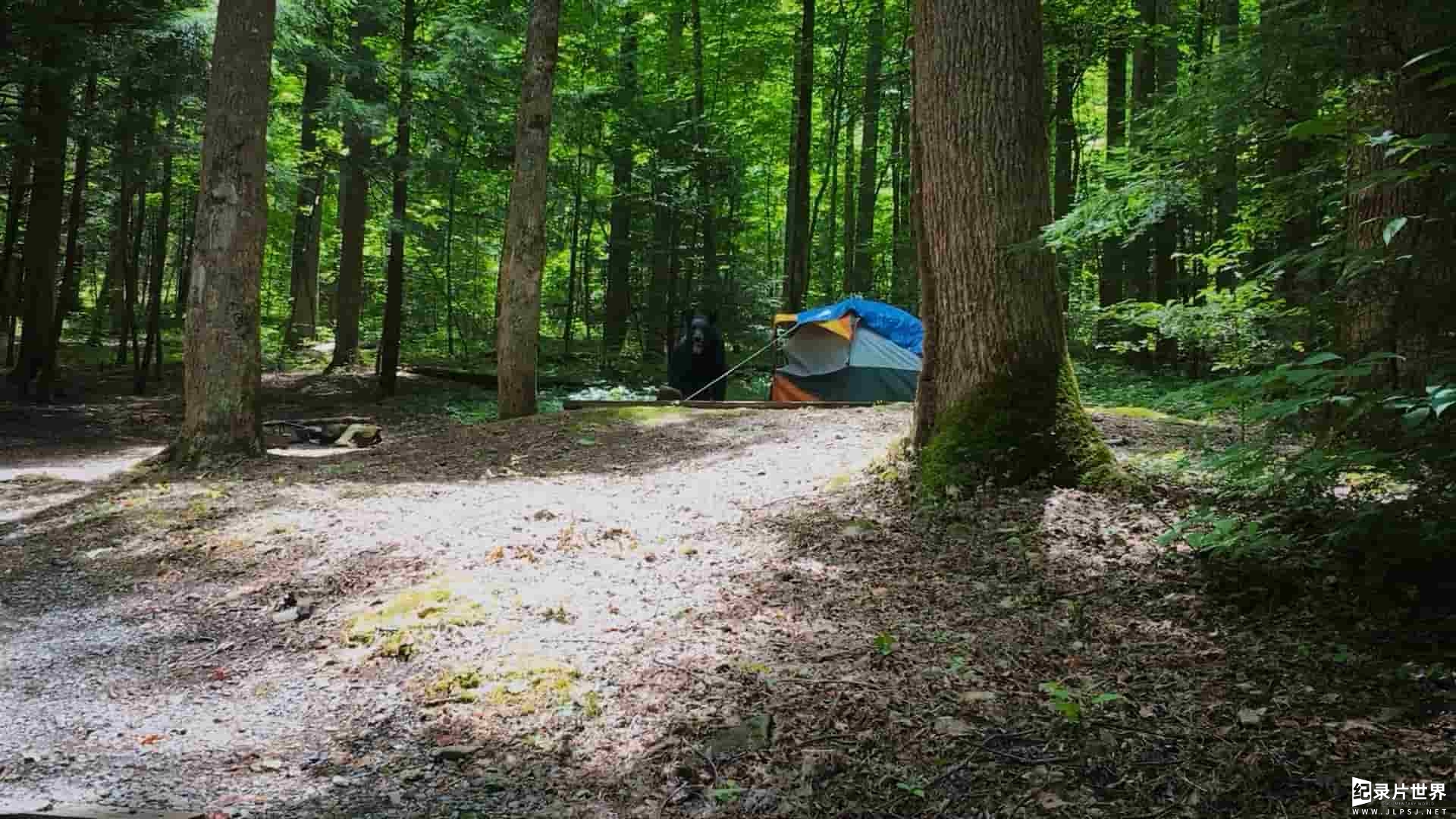 国家地理《大雾山国家公园的守护者 Smoky Mountain Park Rangers 2021》全1集