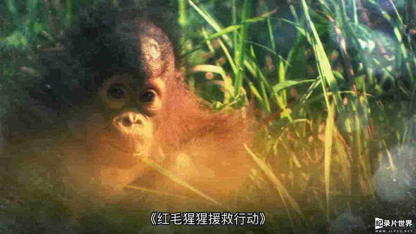 国家地理《红毛猩猩救援行动 Operation Orangutan 2015》全1集