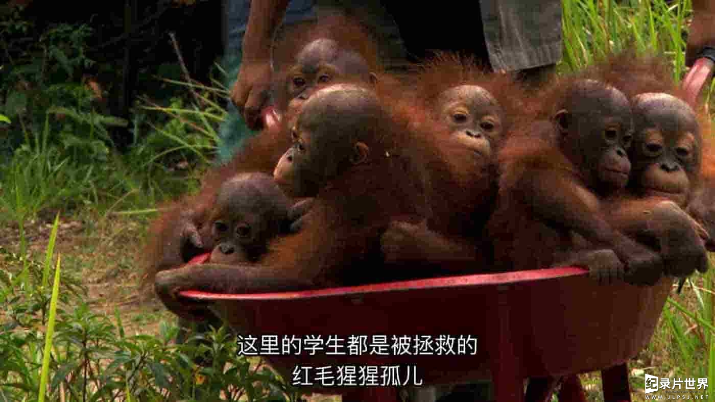 国家地理《红毛猩猩救援行动 Operation Orangutan 2015》全1集