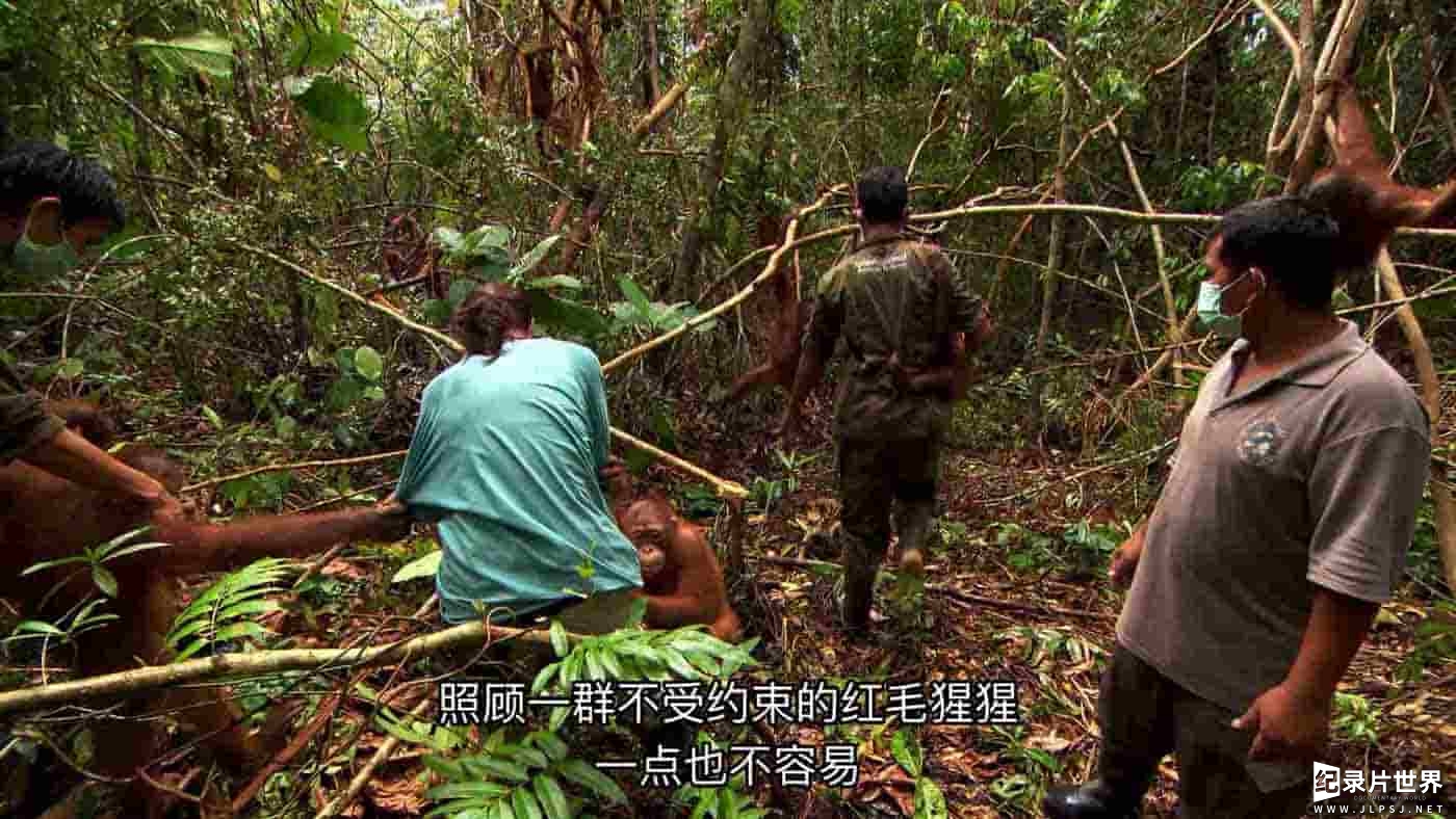 国家地理《红毛猩猩救援行动 Operation Orangutan 2015》全1集