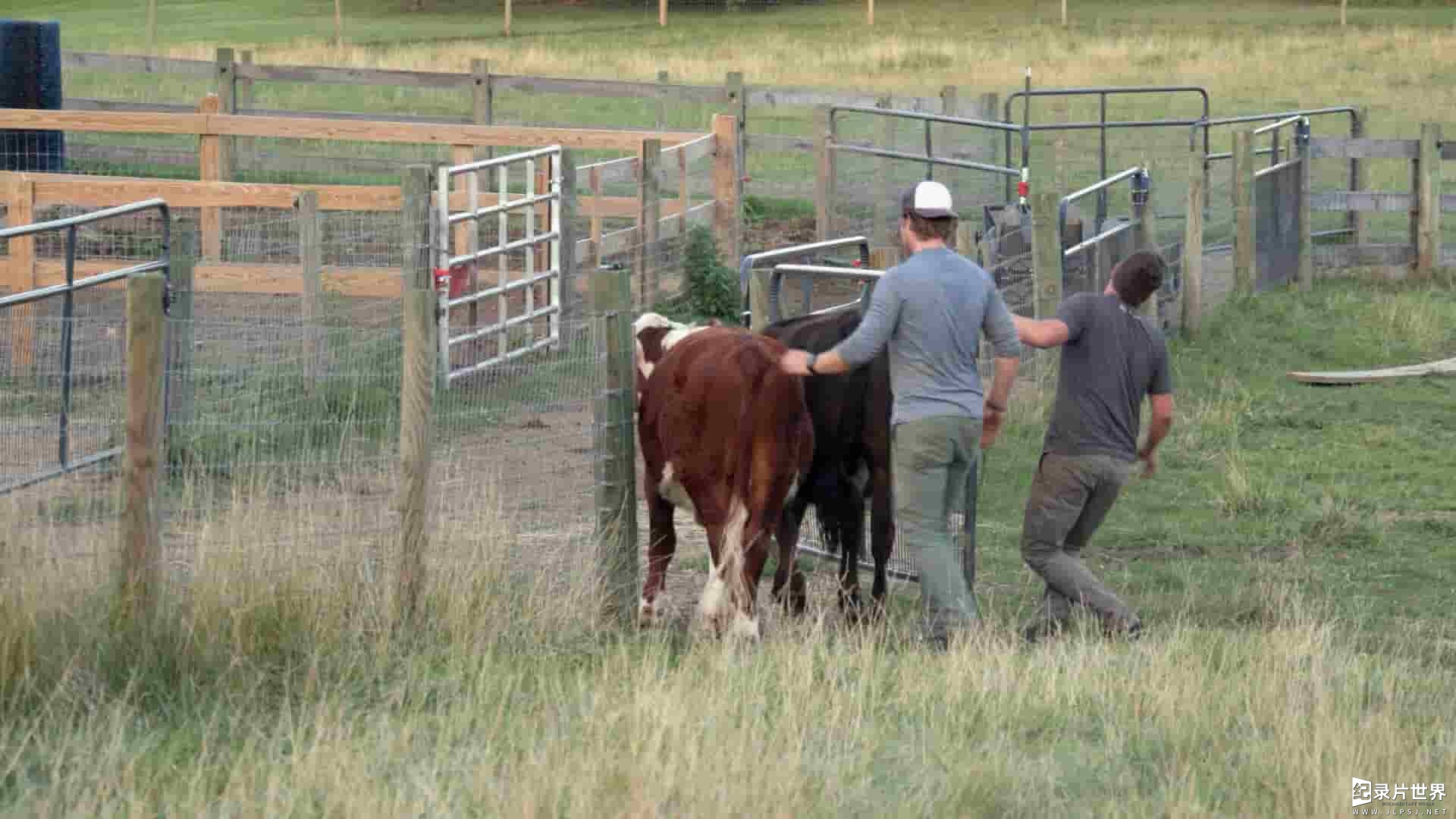 动物星球《谷仓收容所 Saved By The Barn 2020》第1季全12集