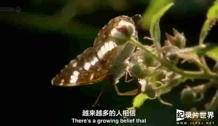 BBC纪录片《自然世界：翩翩蝴蝶——英国式迷恋 BBC Natural World 2010 Butterflies A Very British Obsession 》全1集 