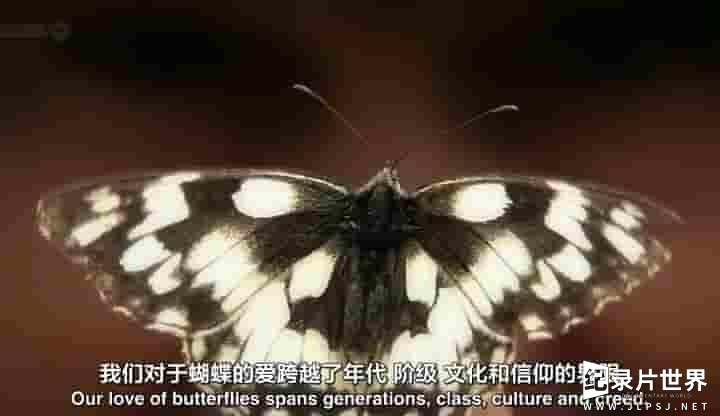 BBC纪录片《自然世界：翩翩蝴蝶——英国式迷恋 BBC Natural World 2010 Butterflies A Very British Obsession 》全1集 