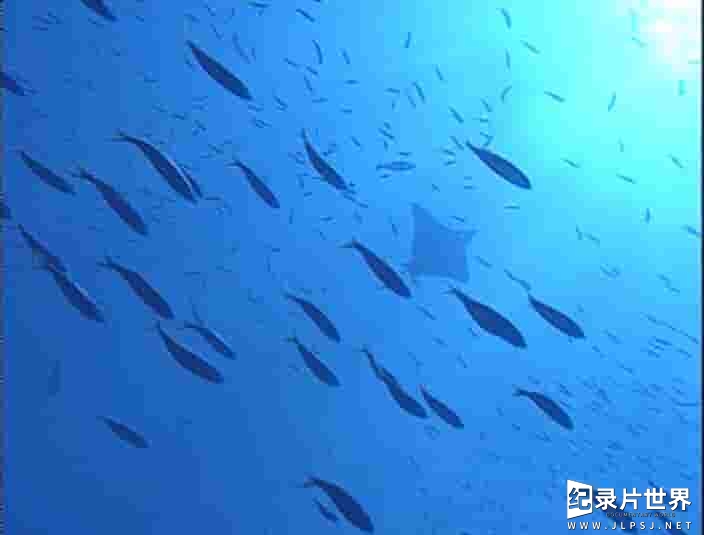 NHK海洋纪录片《大海 未知的世界 Planet of Ocean》全8集