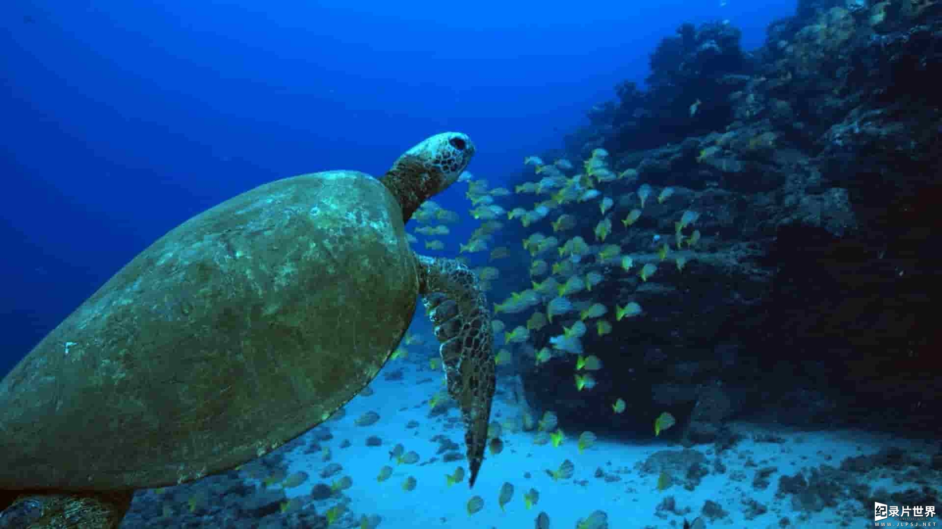 国家地理《希望之海：美国的水下宝藏 Sea of Hope: America's Underwater Treasures 2017》全1集