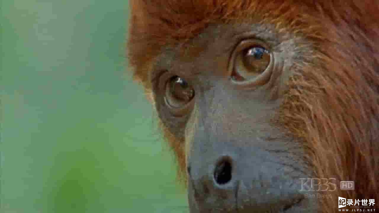 美国纪录片/PBS纪录片 《聪明的猴子/自然：聪明的猴子Nature Clever Monkeys》全1集
