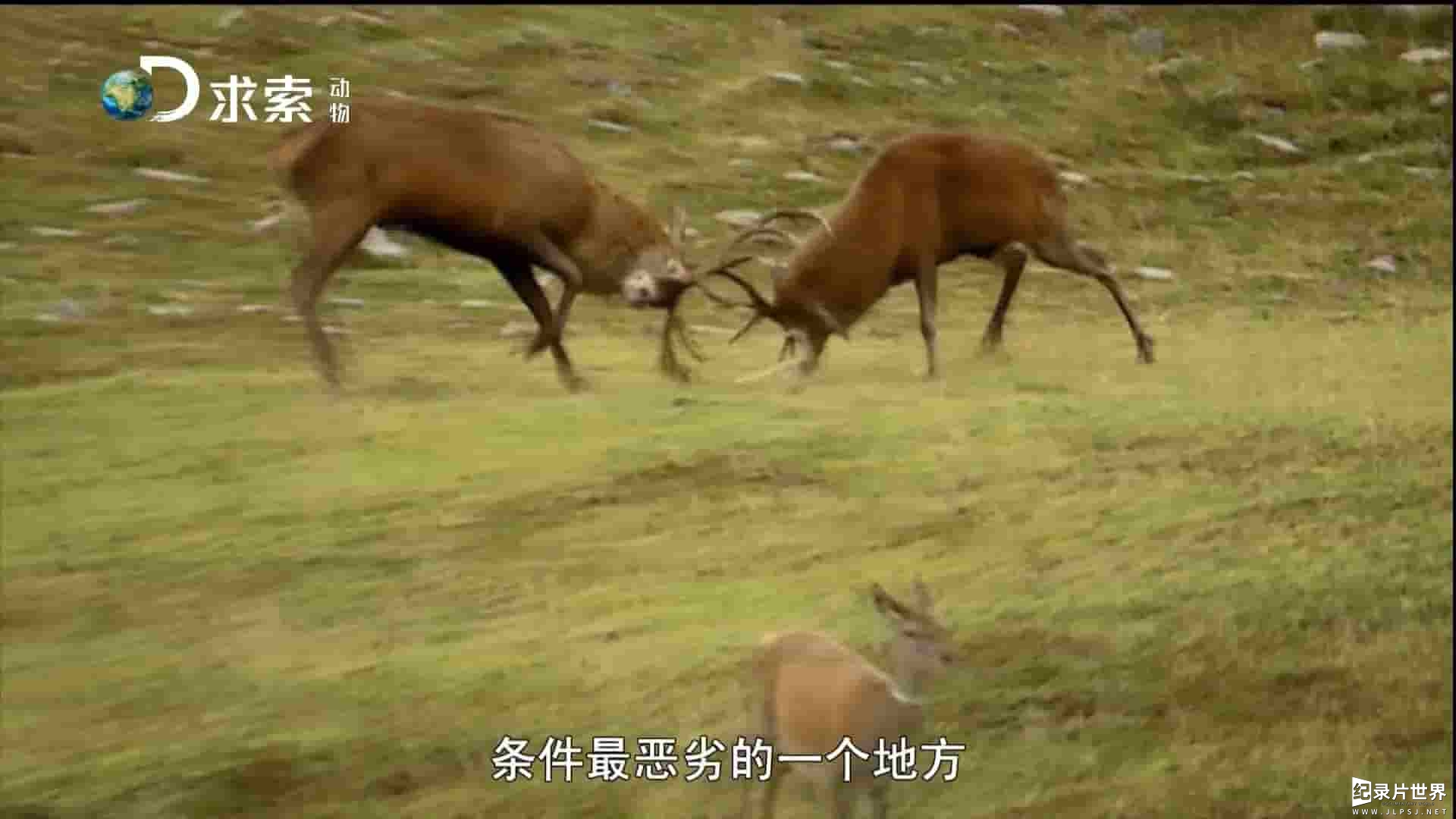 探索频道《岛屿野生大地/野性岛屿 Wildest Islands》第1-2季全10集