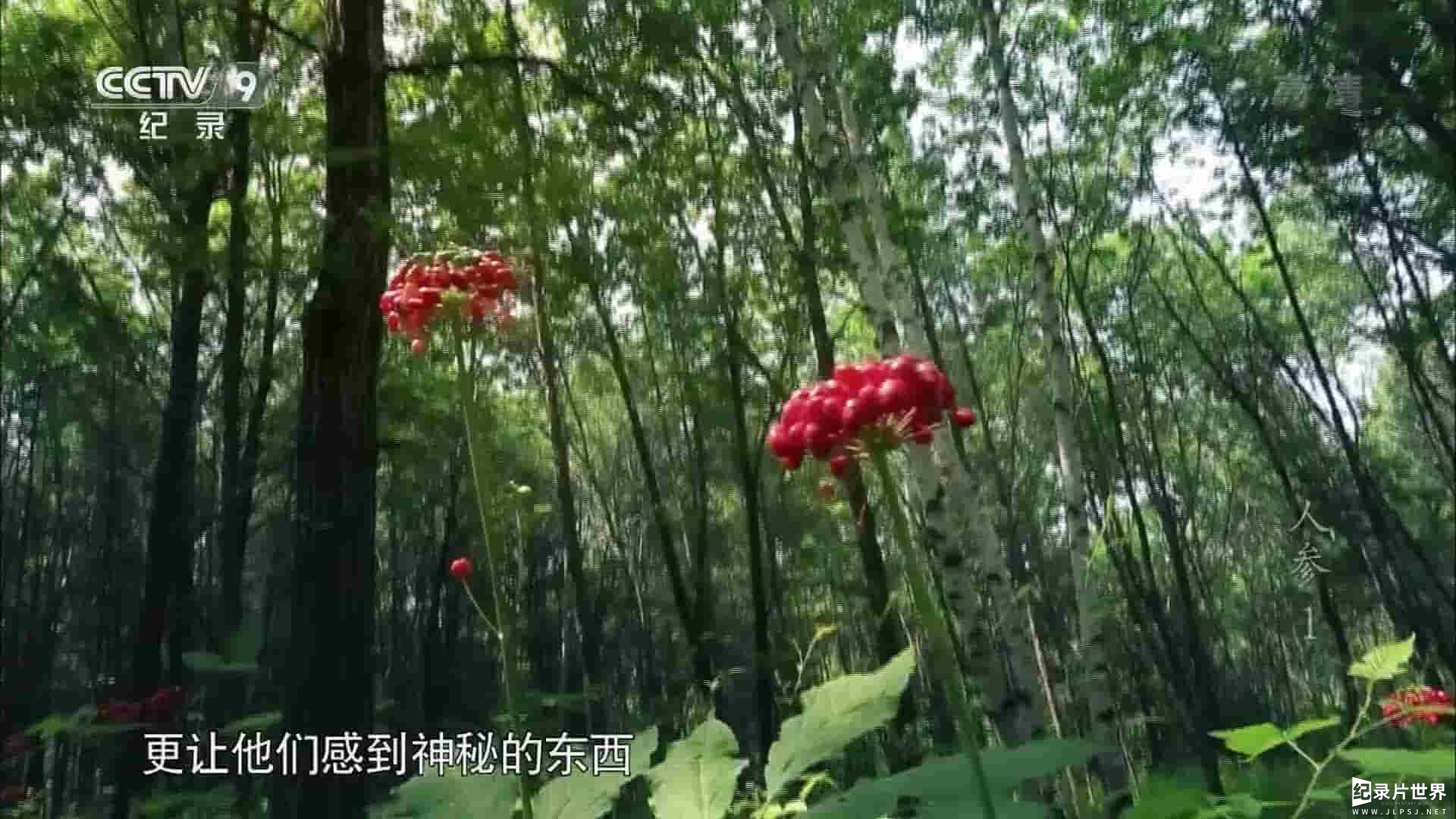 央视纪录片/大型人文纪录片《人参 Ginseng》全5集 