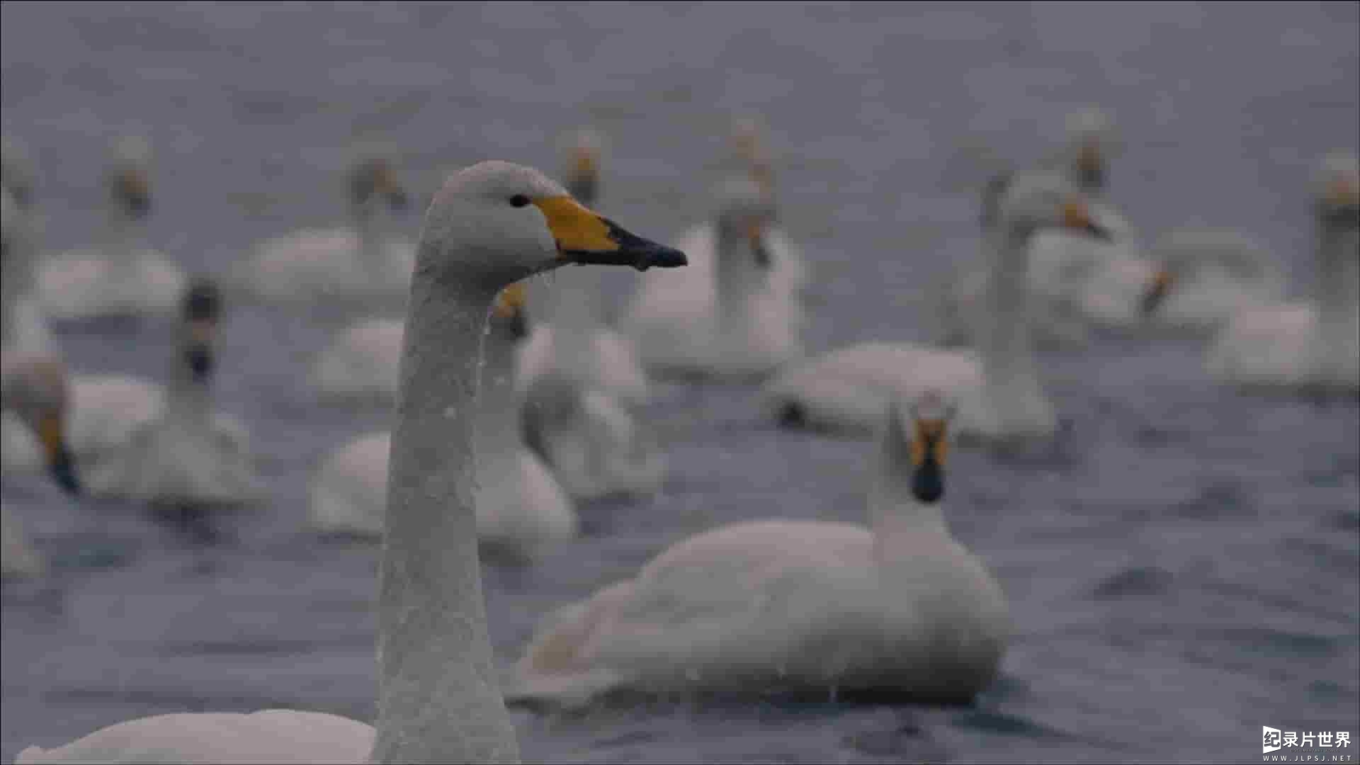 法国纪录片 《动物之爱/恋爱中的动物们 Animals in Love》全1集