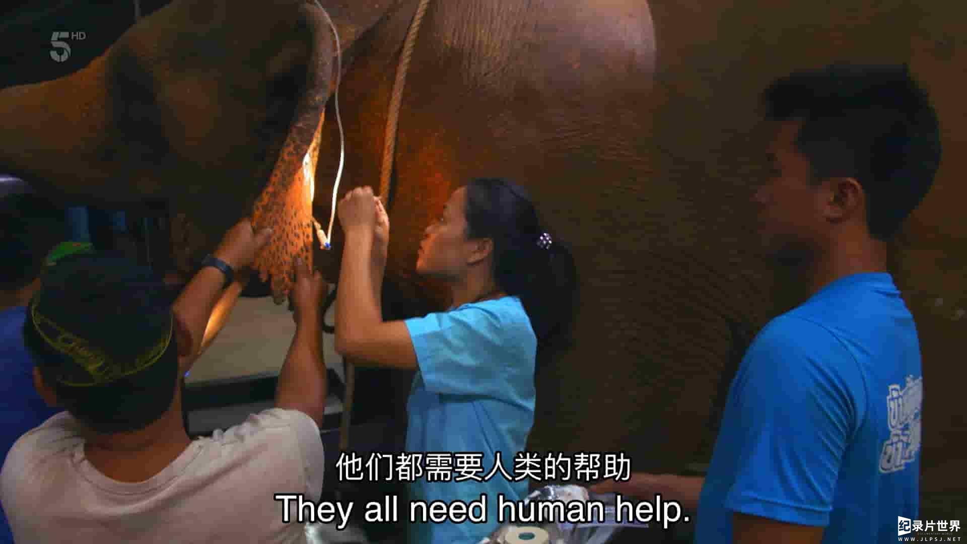 Ch5纪录片《大象医院 Elephant Hospital 2022》第1-2季全6集