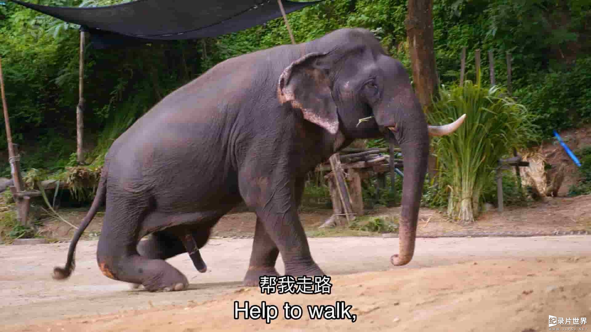 Ch5纪录片《大象医院 Elephant Hospital 2022》第1-2季全6集