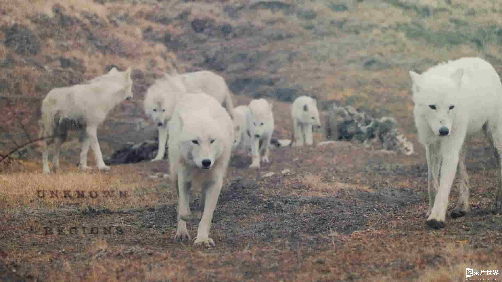 国家地理《白狼国度 Kingdom of the White Wolf 2019》全3集