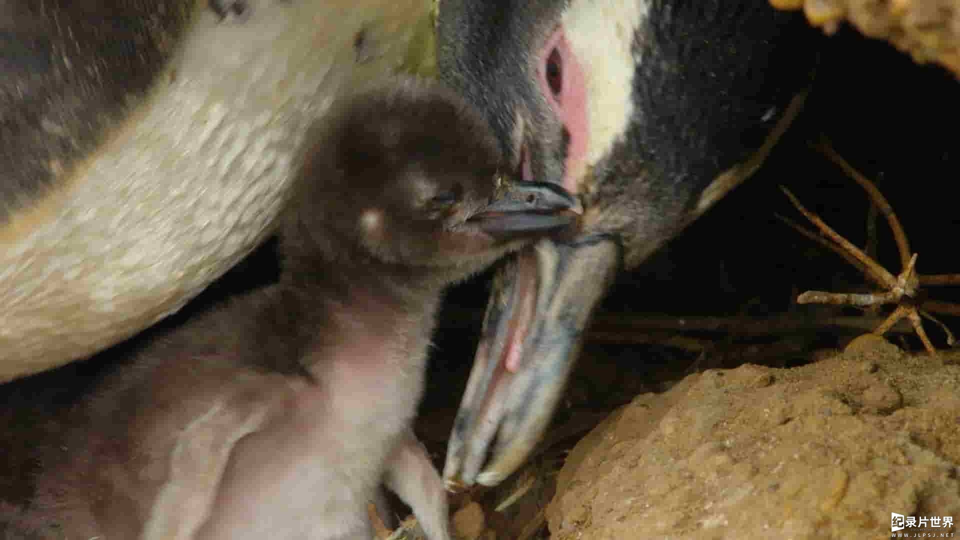 国家地理《野性阿根廷 Wild Argentina 2017》全3集