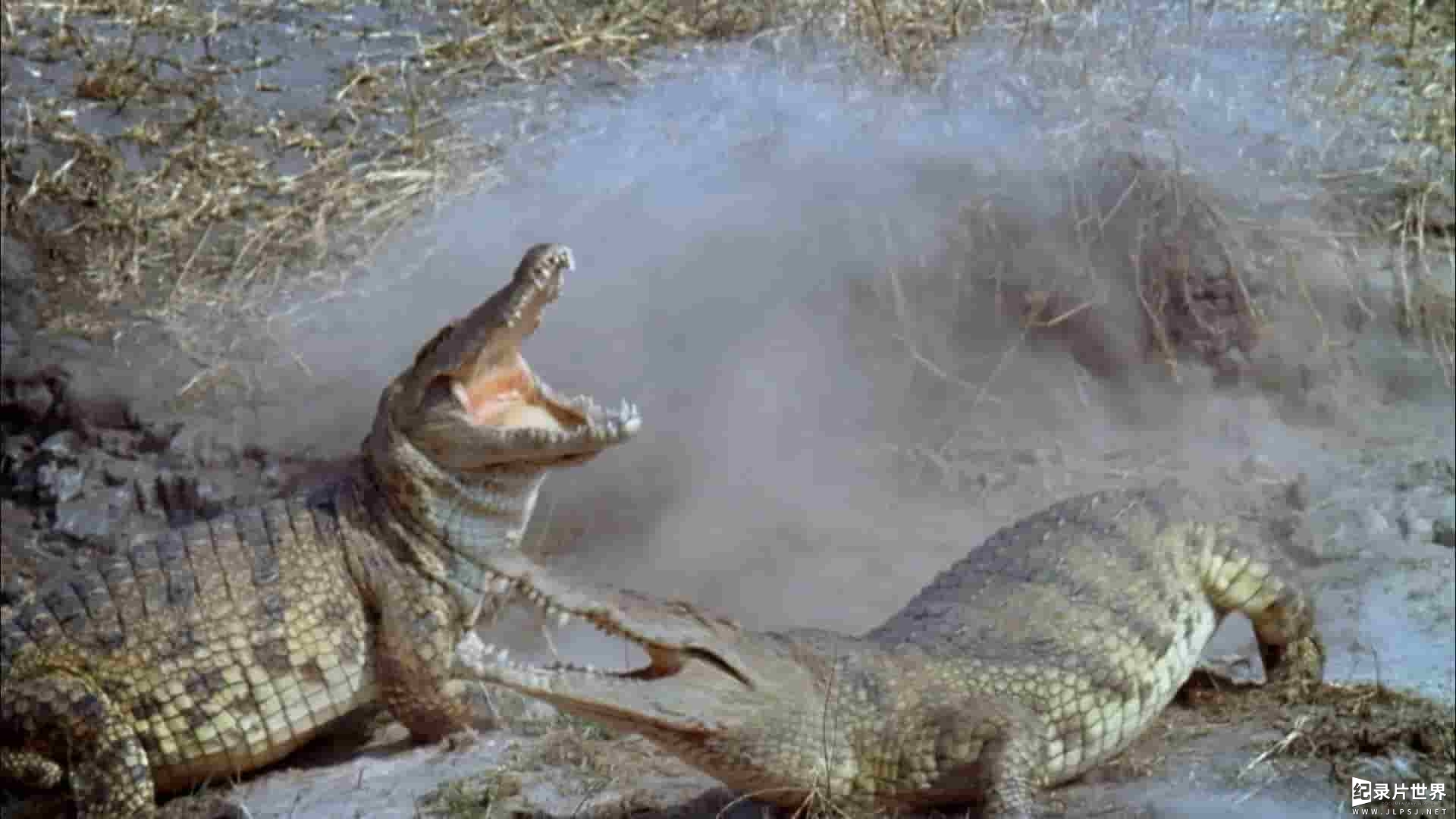  国家地理《鳄鱼的阴暗面/鳄鱼的黑暗面 Dark Side of Crocs 2022》全1集 