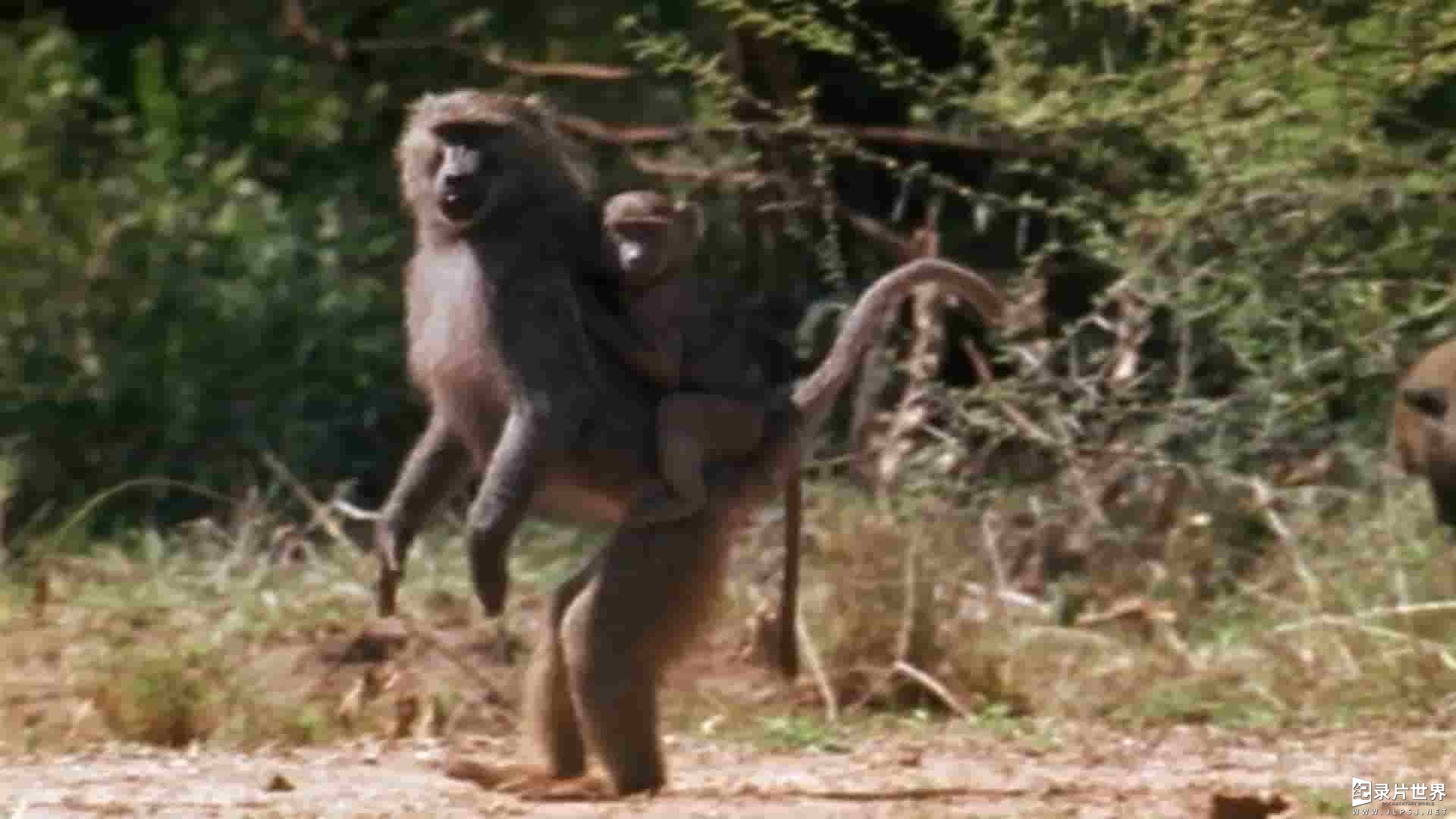 美国纪录片《猴子猎人 Monkey Hunters 2023》全1集