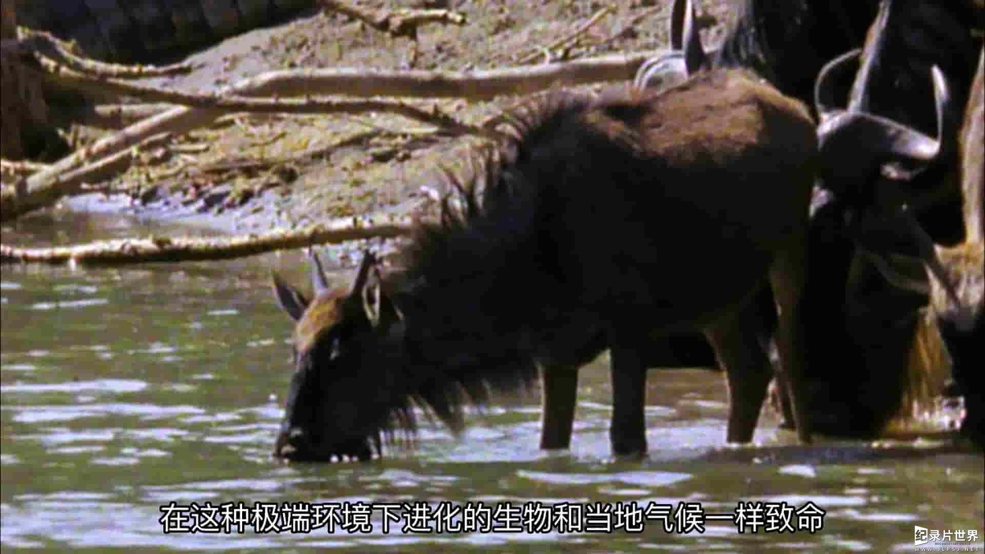  探索频道《生命的速度 Speed Of Life》全3集