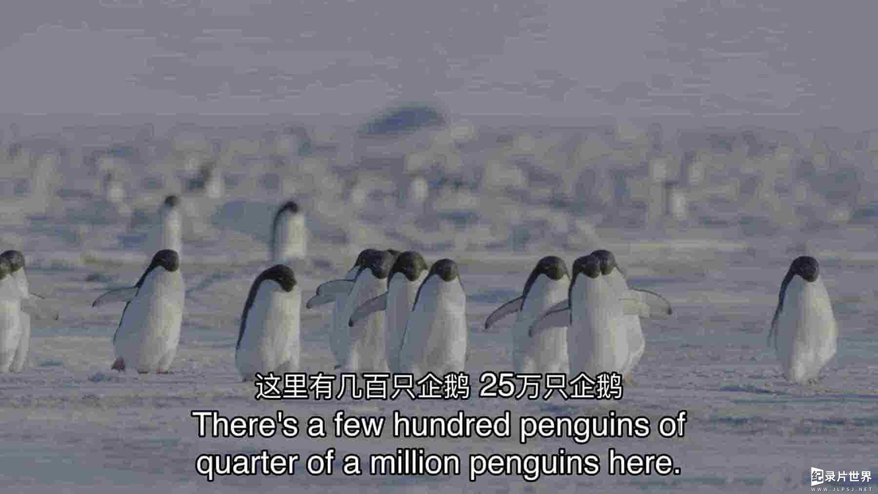 迪士尼纪录片《企鹅：极地追踪 Penguins: Life on the Edge 2020》全1集