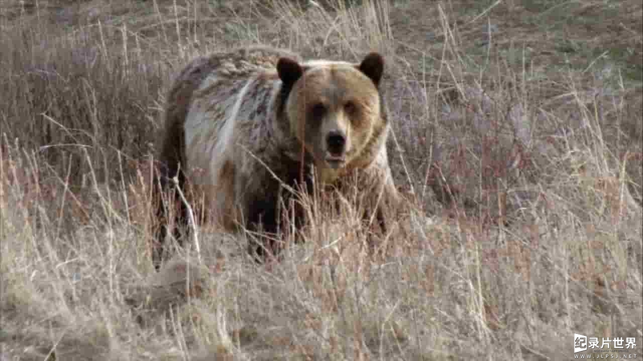 CBC纪录片《野性加拿大 Wild Canada》全5集