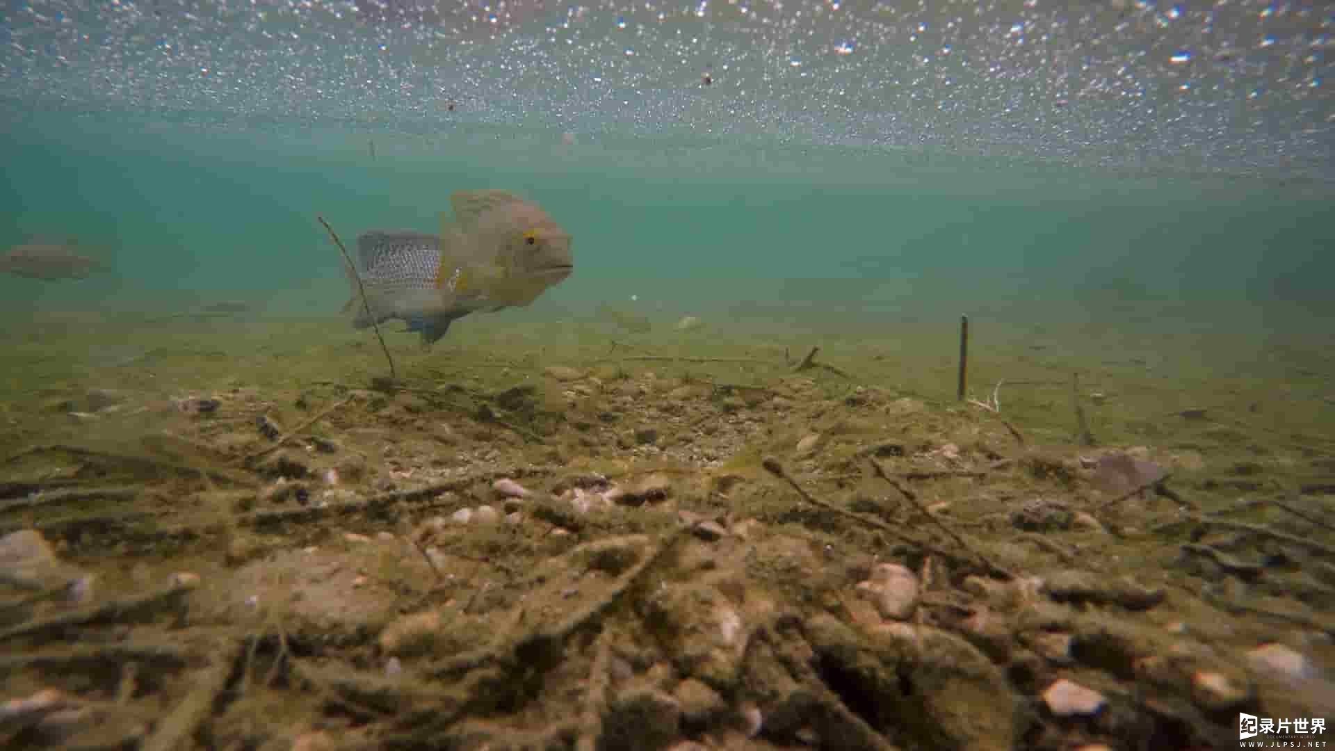 国家地理纪录片《野性以色列 Wild Israel 2016》全5集