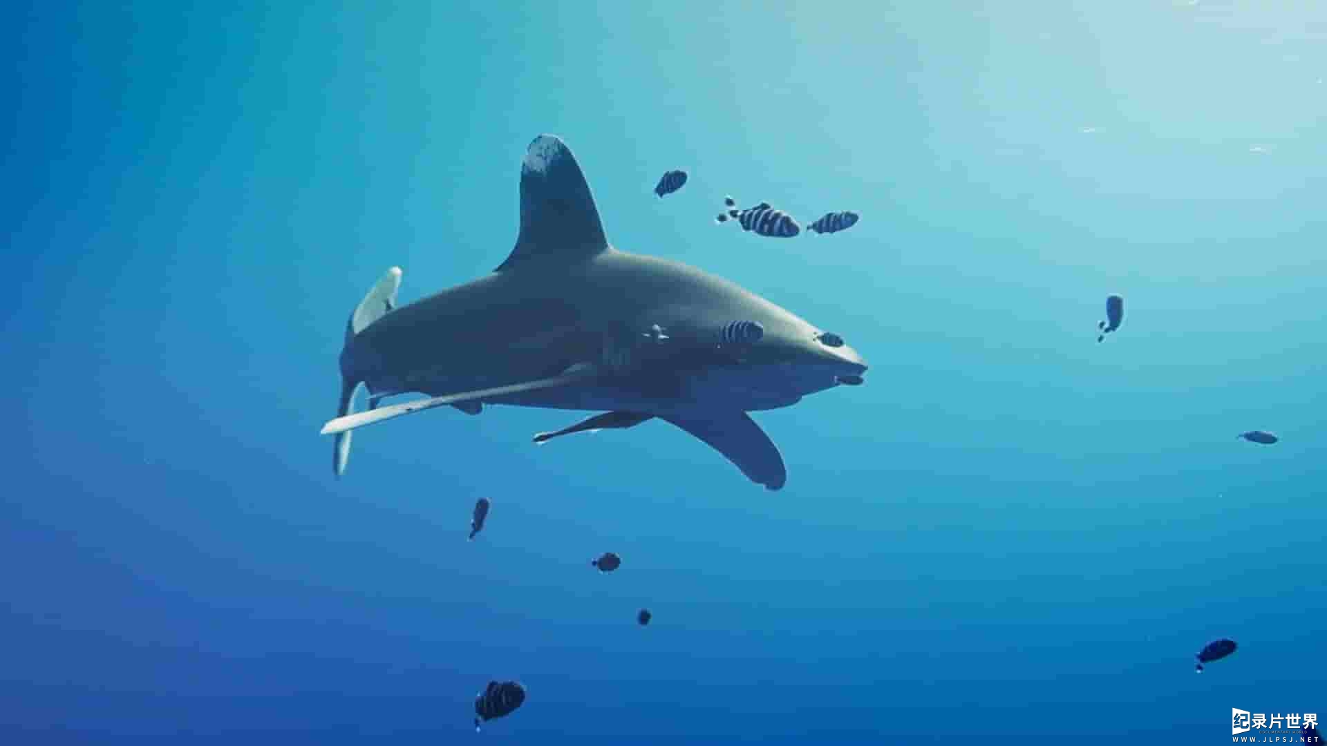 国家地理《世上最大大白鲨:夏威夷探险 Worlds Biggest Great White 2019》全1集 