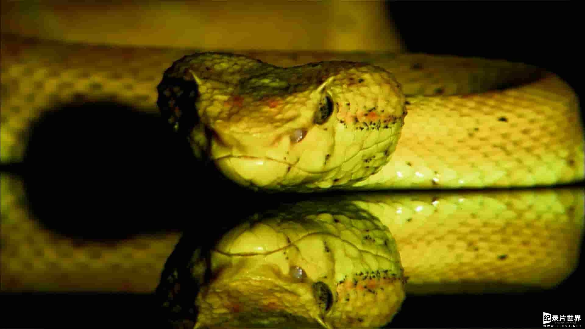 动物星球纪录片《蛇之惊艳奇观 The Beauty of Snakes》全1集