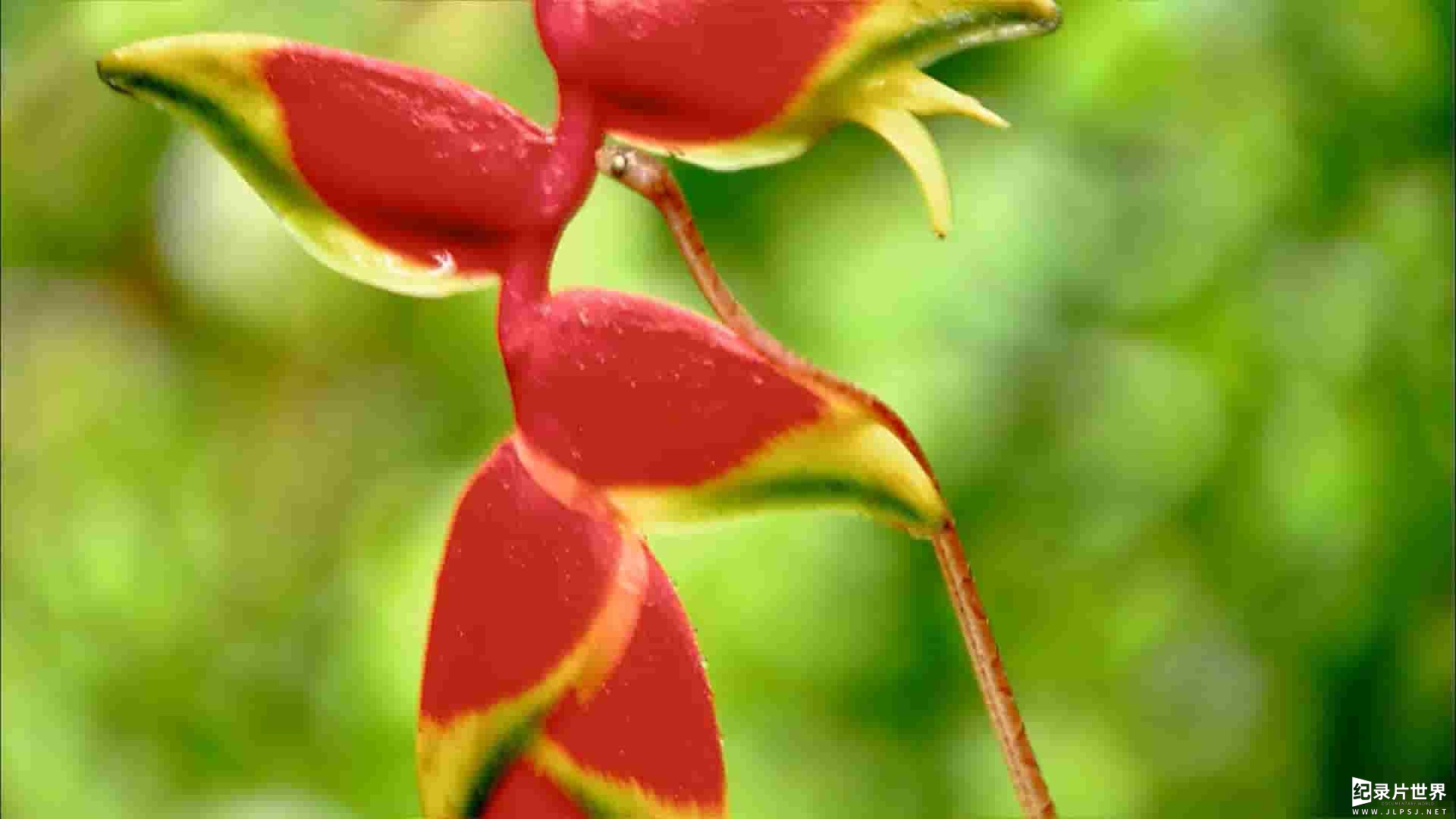 动物星球纪录片《蛇之惊艳奇观 The Beauty of Snakes》全1集