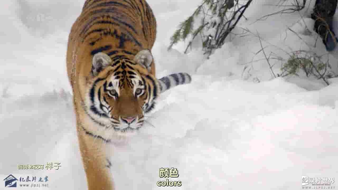 科普纪录片《猫科动物：奇妙的动物家族 Big Cats:An Amazing Animal Family》全2集 