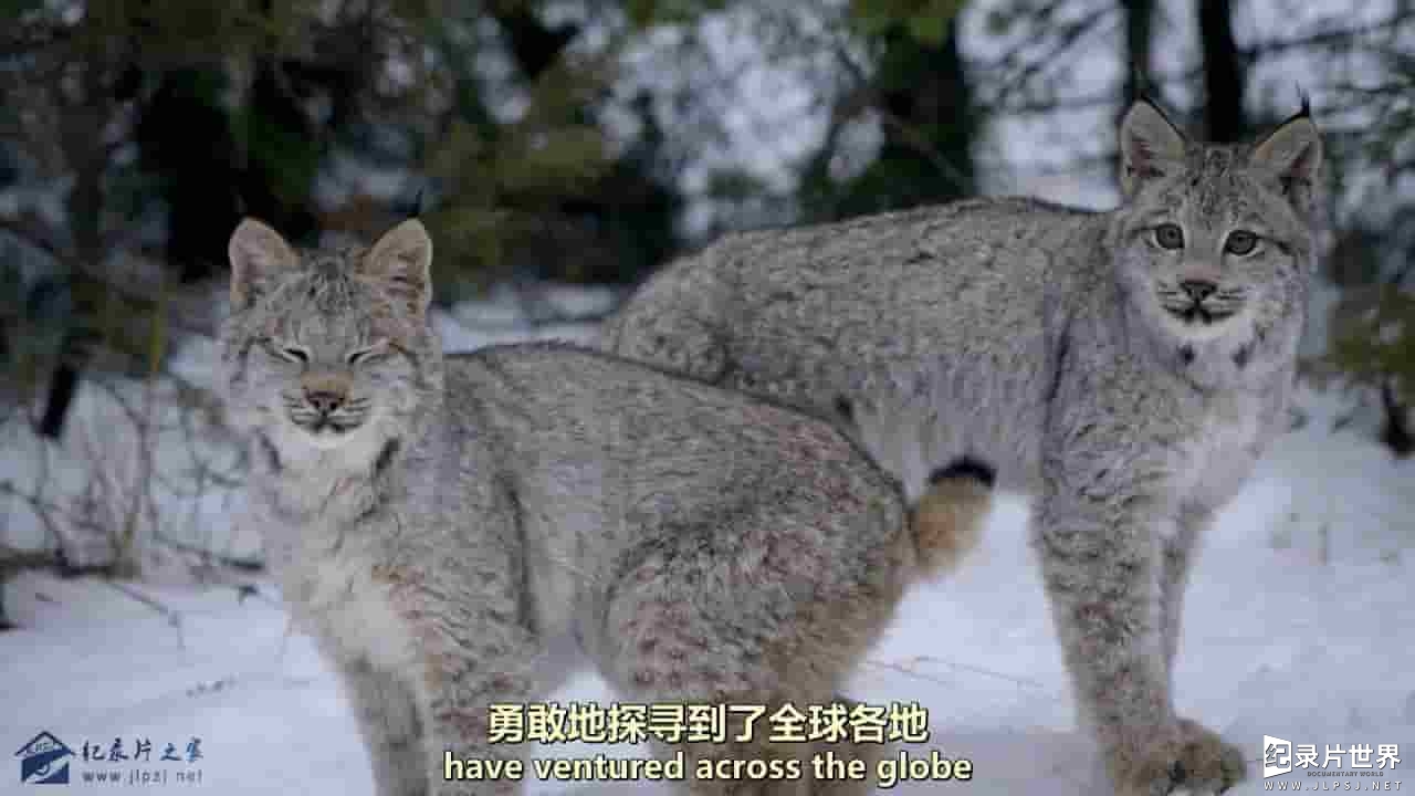 科普纪录片《猫科动物：奇妙的动物家族 Big Cats:An Amazing Animal Family》全2集 