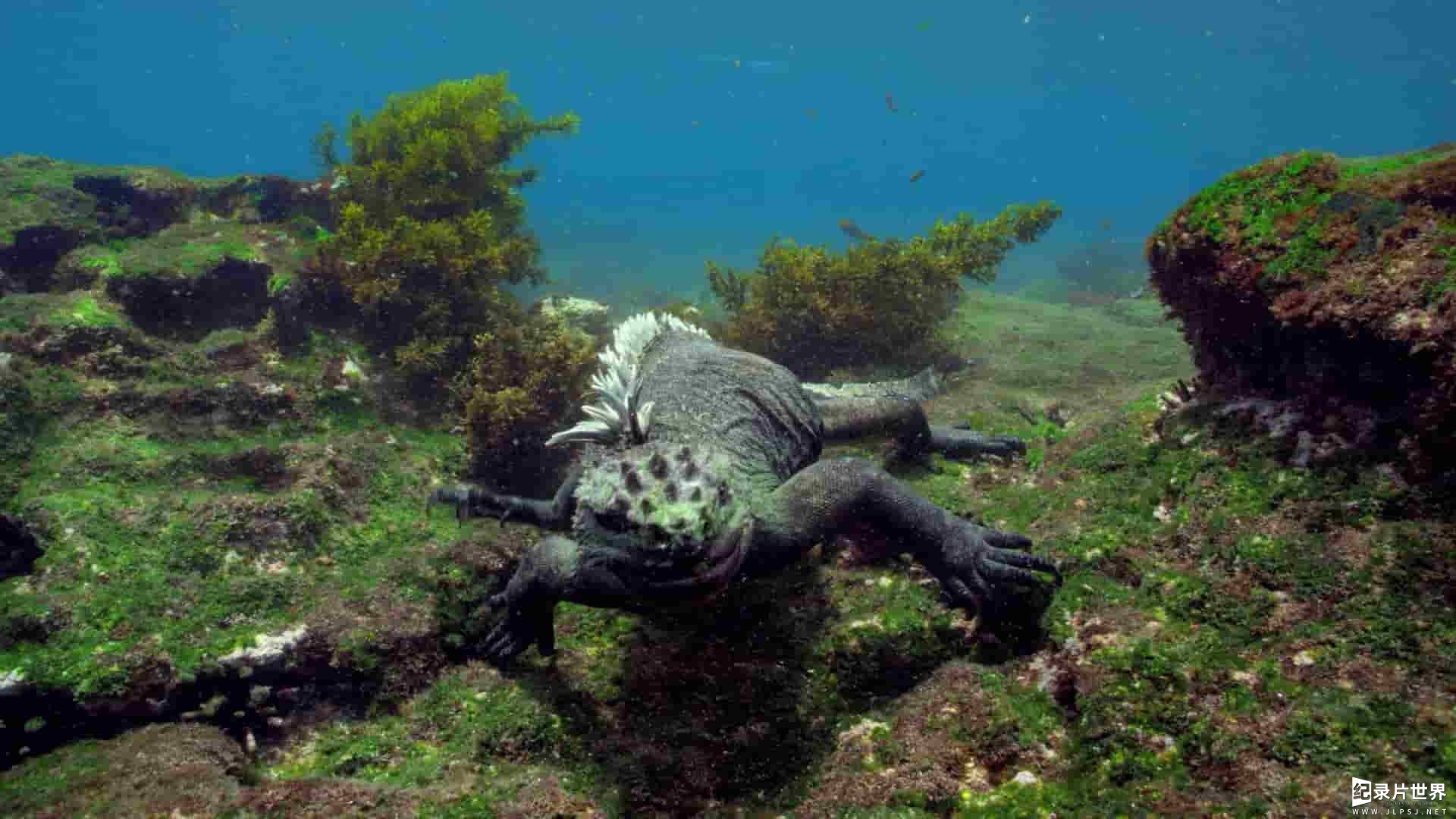 ABC纪录片《与大卫·爱登堡畅游加拉帕戈斯群岛 Galapagos with David Attenborough》全3集