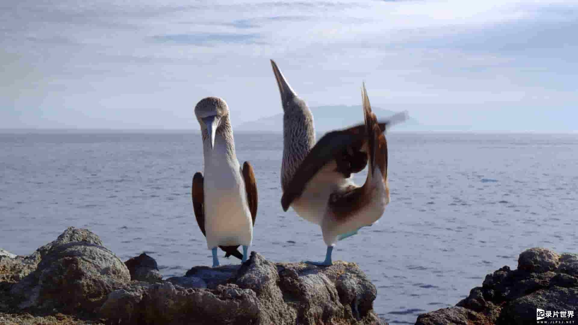 ABC纪录片《与大卫·爱登堡畅游加拉帕戈斯群岛 Galapagos with David Attenborough》全3集