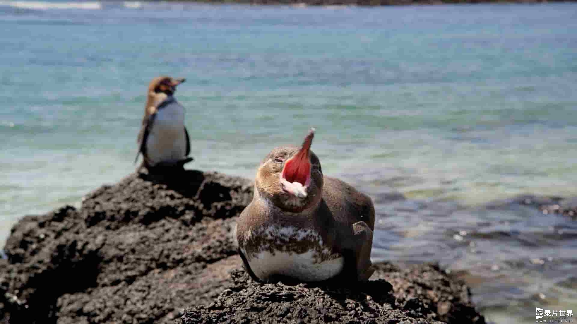 ABC纪录片《与大卫·爱登堡畅游加拉帕戈斯群岛 Galapagos with David Attenborough》全3集